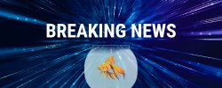 banner that says breaking news with a fish in a bowl.