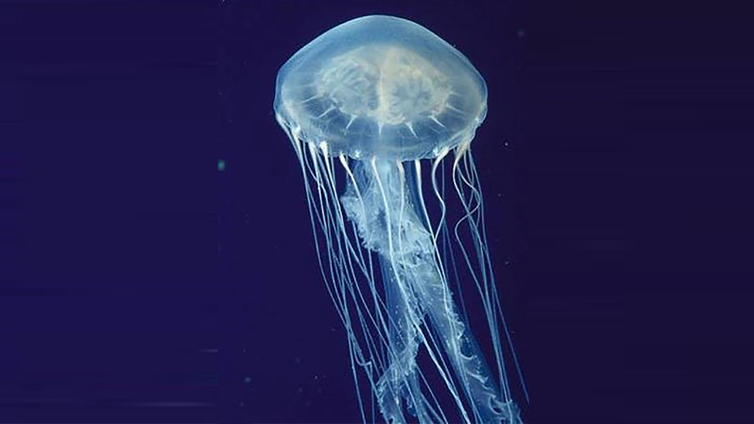 State Warns Of ‘exploding’ Jellyfish Population In Charlestown Salt
