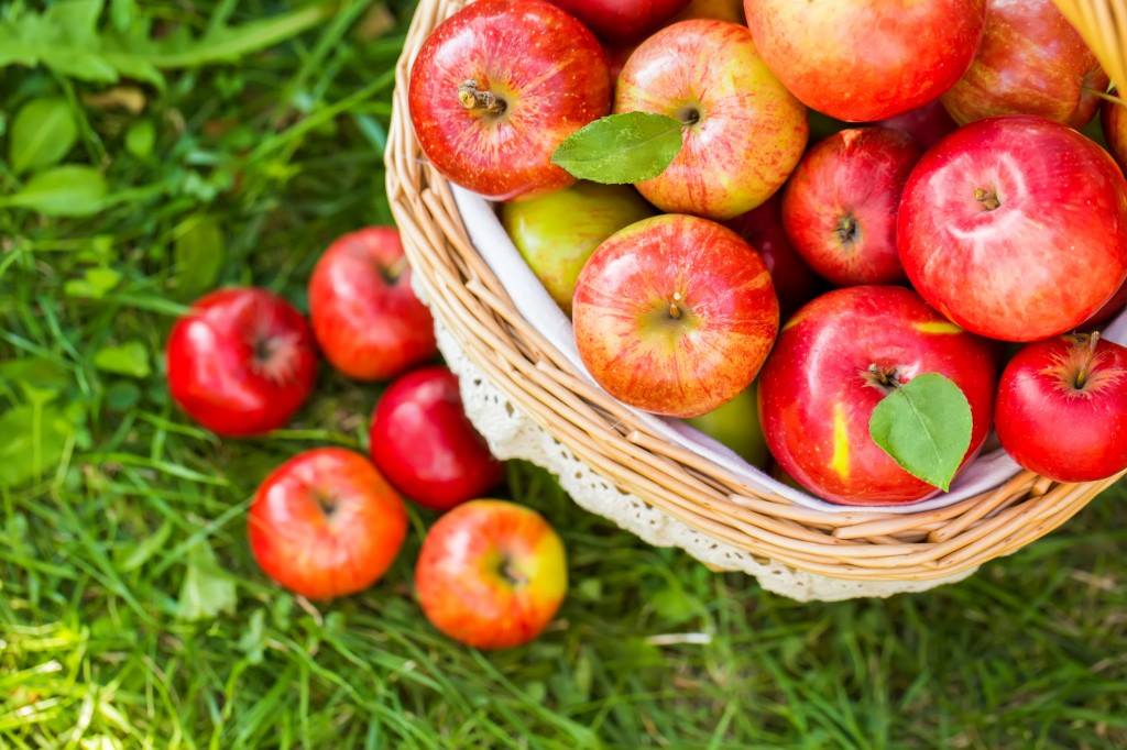 Apple Picking University Calendar Montclair State University