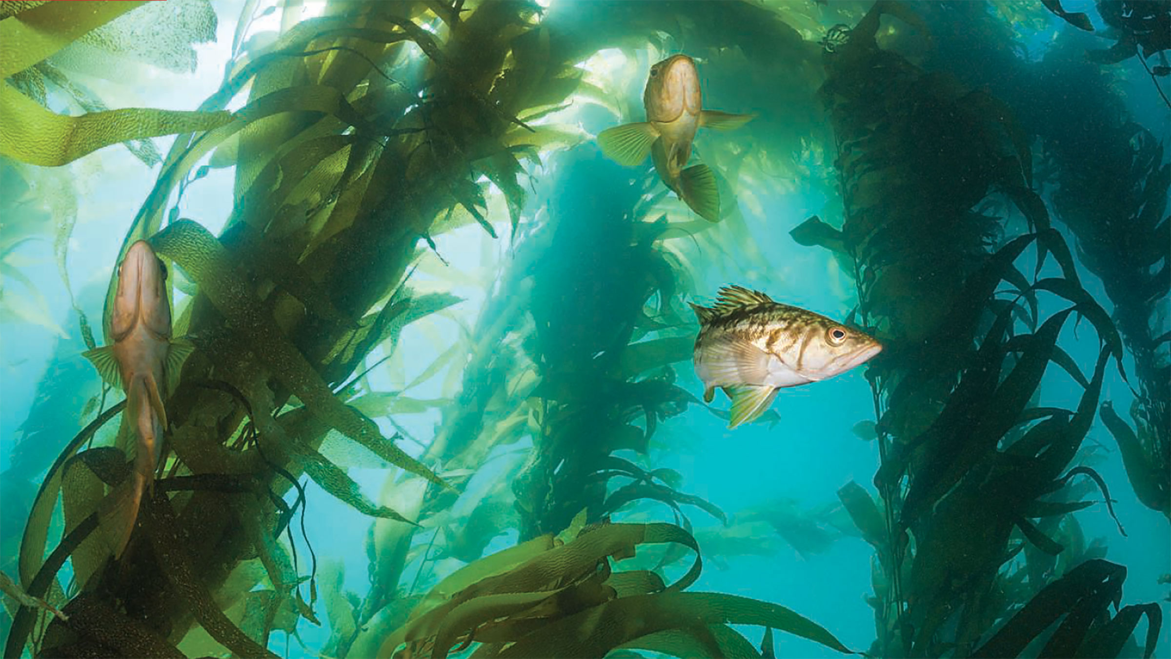 Embrace Kelp Forests In The Coming Decade College Of Science And