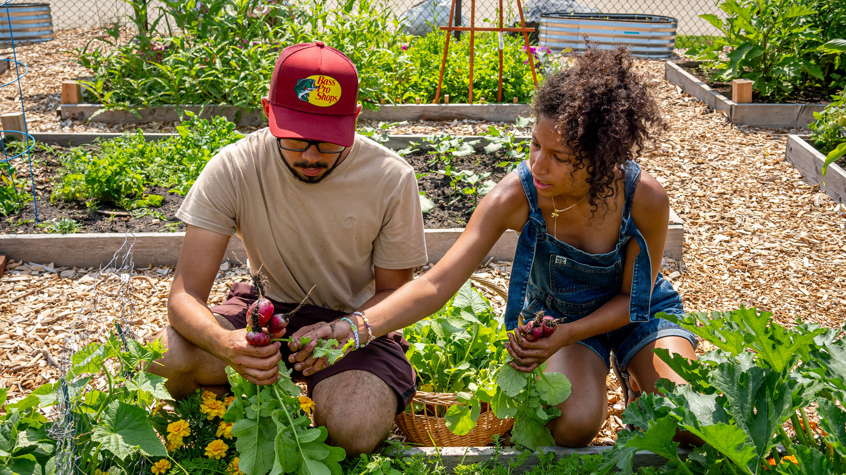 Community Garden harvesting
