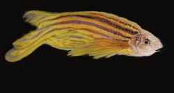 Zebrafish header image