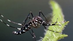 mosquito on plant