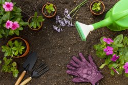 Photo of plants and gardening tools