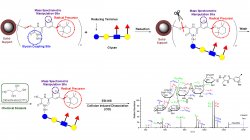 Solid-supported free radical probes for glycan enrichment and characterization.