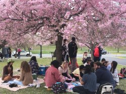 Photo of students enjoying cherry blossoms on campus