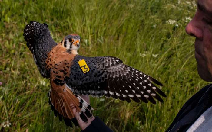 The Mystery Of The Vanishing Kestrels: What's Happening To This