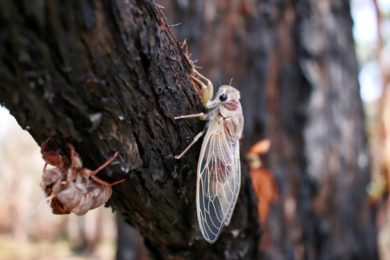 Yes Cicadas Are Safe To Eat — And Theyre Delicious Press Room