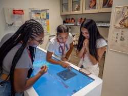 Three students in pre-med look at a 3D table to understand anatomy.