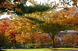 Campus in the fall with multicolored leaves and landscaping by Kasser Theater.