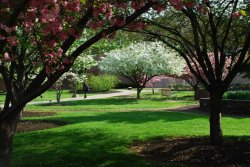 blooming trees on campus in spring