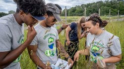 Students conducting research in a field