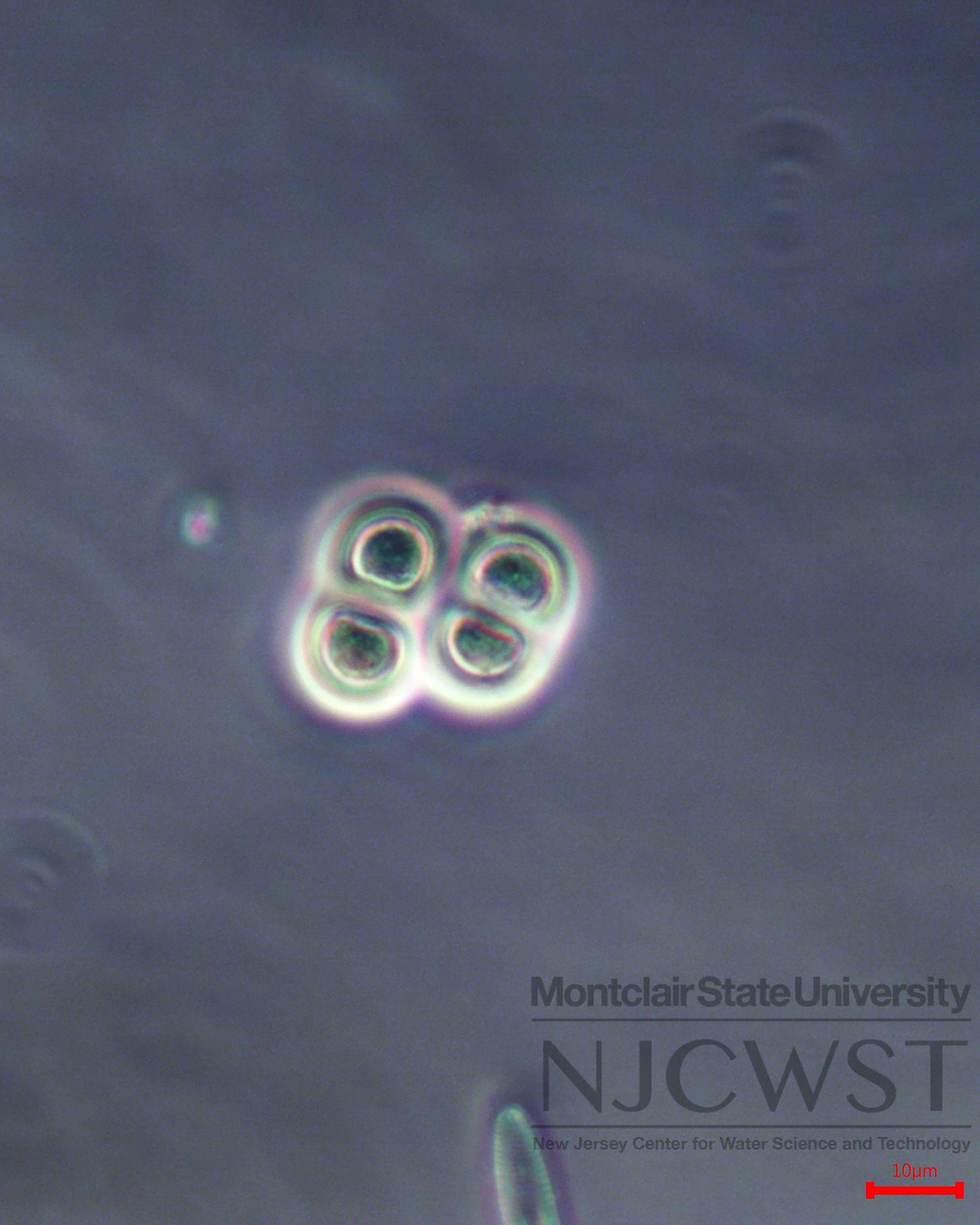 Chroococcus New Jersey Center For Water Science And Technology